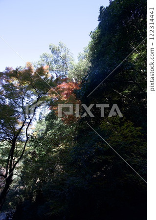 箕面公園的紅葉（大阪市箕面市） 122314441