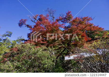 箕面公園的紅葉（大阪市箕面市） 122314447