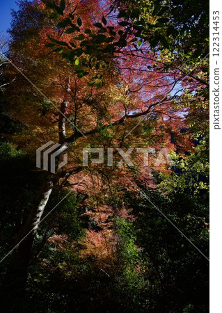 箕面公園的紅葉（大阪市箕面市） 122314453