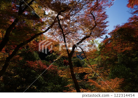 箕面公園的紅葉（大阪市箕面市） 122314454