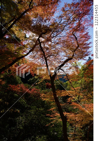 箕面公園的紅葉（大阪市箕面市） 122314455
