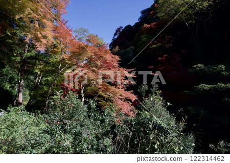 箕面公園的紅葉（大阪市箕面市） 122314462