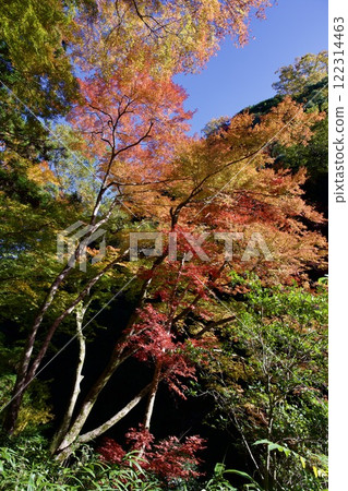 箕面公園的紅葉（大阪市箕面市） 122314463