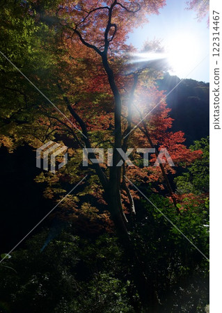 箕面公園的紅葉（大阪市箕面市） 122314467