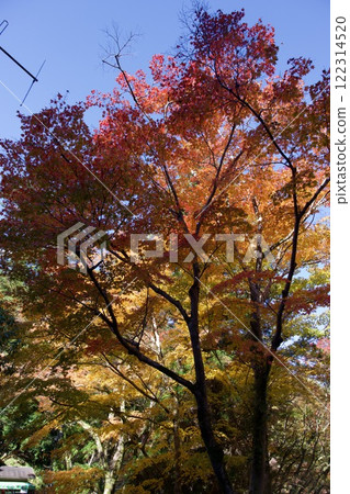 Autumn leaves at Minoh Park (Minoh City, Osaka) 122314520