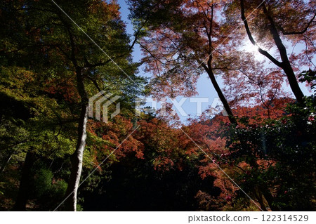 Autumn leaves at Minoh Park (Minoh City, Osaka) 122314529