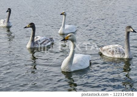 A flock of beautiful swans swimming gracefully Family 122314568
