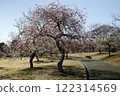 Weeping plum blossoms blooming majestically 122314569