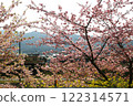 A train running through Kawazu cherry blossoms and rape blossoms 122314571