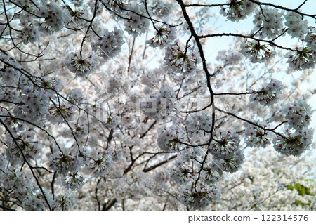 Spring in full bloom Sakura collaboration Spring in full bloom Sakura collaboration 122314576