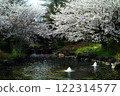 Sakura Garden in full bloom in spring 122314577