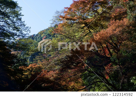 箕面公園的紅葉（大阪市箕面市） 122314592