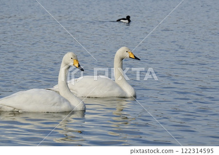 Beautiful swan swimming gracefully 122314595