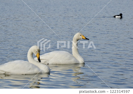 Beautiful swan swimming gracefully 122314597