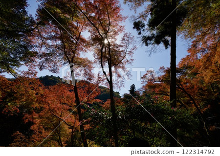 箕面公園的紅葉(大阪市箕面市) 箕面公園的紅葉(大阪市箕面市) 122314792