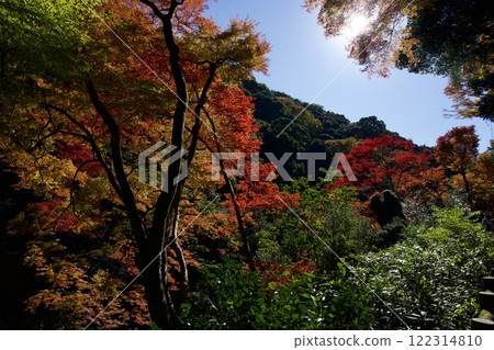 箕面公園的紅葉（大阪市箕面市） 122314810