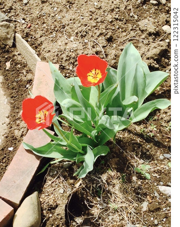 Red dainty tulips Red dainty tulips 122315042