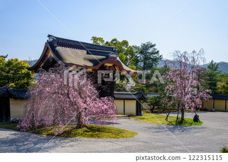 Daikakuji Temple in spring when the weeping cherry blossoms are in full bloom Daikakuji Temple in spring when the weeping cherry blossoms are in full bloom 122315115