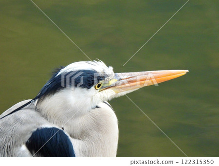 Horizontal shot of a blue heron from behind Horizontal shot of a blue heron from behind 122315350