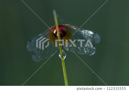 Hatchotombo: The smallest dragonfly in the world 122315555