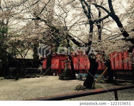 櫻花與鳥居的復古風景 122315651