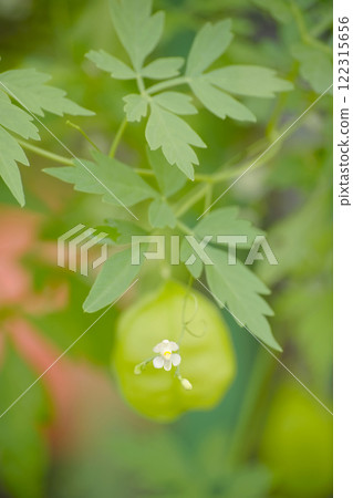 Fusen cruz 122315656