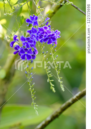 Duranta Duranta 122315698