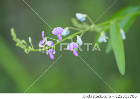 Alecid nisubitohagi 122315700