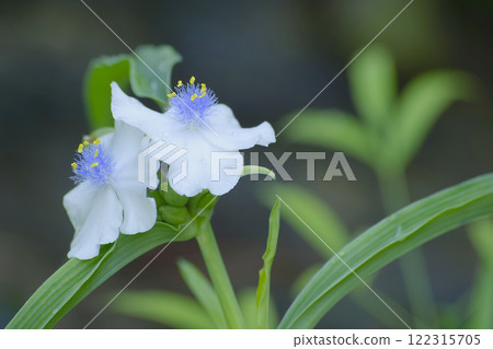  Spiderwort 122315705
