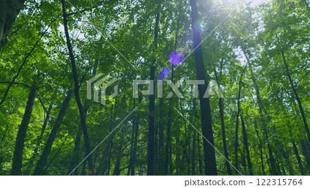 Summer Forest. Sunrise Rays Break Through Leafless Crowns Of Trees. European Forest. Gimbal Stabilize. Summer Forest. Sunrise Rays Break Through Leafless Crowns Of Trees. European Forest. Gimbal Stabilize. 122315764