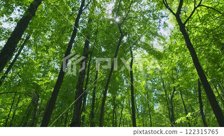Deciduous Trees In Summer Season. Smoothly Moving Between Trees. Gimbal Stabilize. Deciduous Trees In Summer Season. Smoothly Moving Between Trees. Gimbal Stabilize. 122315765