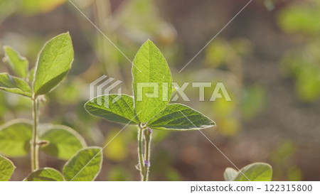 Business Agriculture Concept. Soybean Soy Field. Bio Lifestyle Farm. Soybean Cultivation. Agricultural Scene. Business Agriculture Concept. Soybean Soy Field. Bio Lifestyle Farm. Soybean Cultivation. Agricultural Scene. 122315800