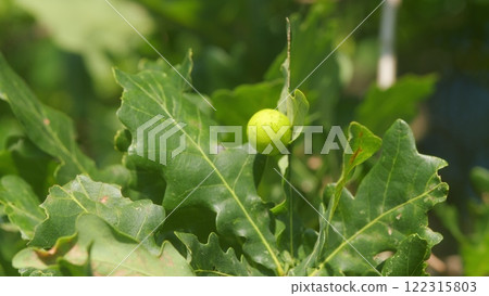 Ink Nuts On Oak. Gall Wasp Cynips Quercusfolii. Gall On An Oak Tree Caused By A Wasp Larva. 122315803