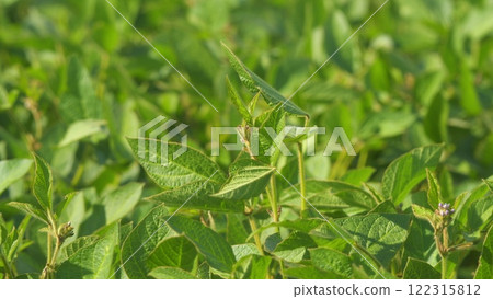 Green Cultivated Soybean Plants In Field. Soybean Field Ripening At Spring Season. General Plan Nature Agriculture. 122315812
