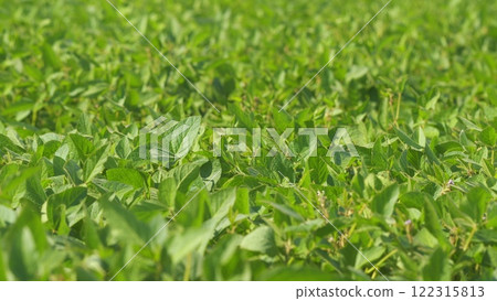Young Soybean Sprouts On Field. Soybean Plantation A Field Green Bean Plant. Soybean Soy Field Of Green Plants A General Plan Nature Agriculture. Young Soybean Sprouts On Field. Soybean Plantation A Field Green Bean Plant. Soybean Soy Field Of Green Plants A General Plan Nature Agriculture. 122315813