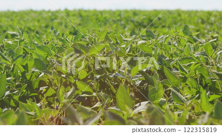 Field Of Green Soybeans. Soybean Pods On Plant. Agricultural Soy Plantation Background. Green Cultivated Soy Bean Plants In Field. 122315819