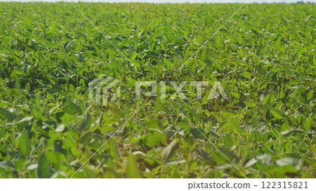Young Soybean Sprouts On Field. Soybean Plantation A Field Green Bean Plant. Soybean Soy Field Of Green Plants A General Plan Nature Agriculture. 122315821
