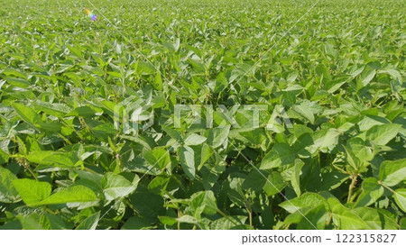 Soybean Field Ripening At Spring Season. Growing Soybeans. Agricultural Landscape. Soybeans In A Field At Sunset. 122315827