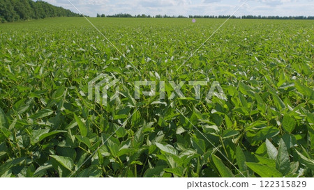 Field Of Green Soybeans. Soybean Pods On Plant. Agricultural Soy Plantation Background. Green Cultivated Soy Bean Plants In Field. Field Of Green Soybeans. Soybean Pods On Plant. Agricultural Soy Plantation Background. Green Cultivated Soy Bean Plants In Field. 122315829