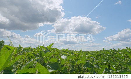Field Of Green Soybeans. Soybean Pods On Plant. Agricultural Soy Plantation Background. Green Cultivated Soy Bean Plants In Field. Field Of Green Soybeans. Soybean Pods On Plant. Agricultural Soy Plantation Background. Green Cultivated Soy Bean Plants In Field. 122315855