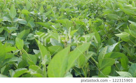 Soybean Leaves Glowing Sunset Light. Soybean Field Ripening At Spring Season. Plantation A Soybean Field Green Bean Plant. 122315903