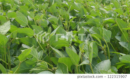 Ecological Planet Protection Concept. Young Soy Plants. Green Soybean Field. Sustainable Soybean Field. 122315907