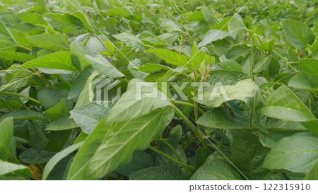 Soybean Leaves Glowing Sunset Light. Soybean Field Ripening At Spring Season. Plantation A Soybean Field Green Bean Plant. 122315910
