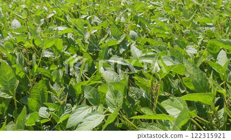 Eco-Friendly Soybean Farming. Agricultural Soybean Field At Industrial Farm. Green Ripening Soybean Field. Beautiful Soybean Farm. Eco-Friendly Soybean Farming. Agricultural Soybean Field At Industrial Farm. Green Ripening Soybean Field. Beautiful Soybean Farm. 122315921