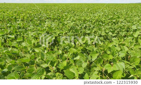 Eco-Friendly Soybean Farming. Agricultural Soybean Field At Industrial Farm. Green Ripening Soybean Field. Beautiful Soybean Farm. 122315930