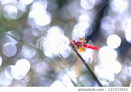 八丁蜻蜓，世界上最微小的蜻蜓 122315952