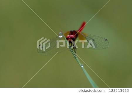 Hatchotombo: The smallest dragonfly in the world 122315953