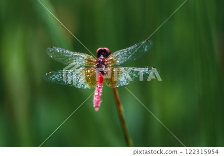 八丁蜻蜓,世界上最微小的蜻蜓 八丁蜻蜓,世界上最微小的蜻蜓 122315954