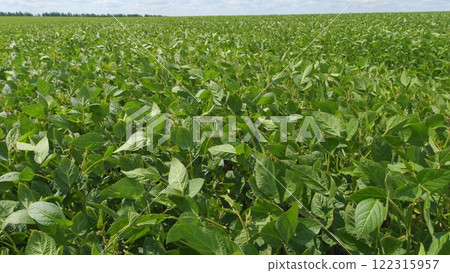 Cultivated Soybean Field Ripening At Summer Season. Seedling Are Growing In Soil With Backdrop Of Sunlight. Green Fields In Summer. Cultivated Soybean Field Ripening At Summer Season. Seedling Are Growing In Soil With Backdrop Of Sunlight. Green Fields In Summer. 122315957