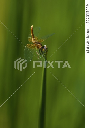 Hatchotombo: The smallest dragonfly in the world Hatchotombo: The smallest dragonfly in the world 122315959